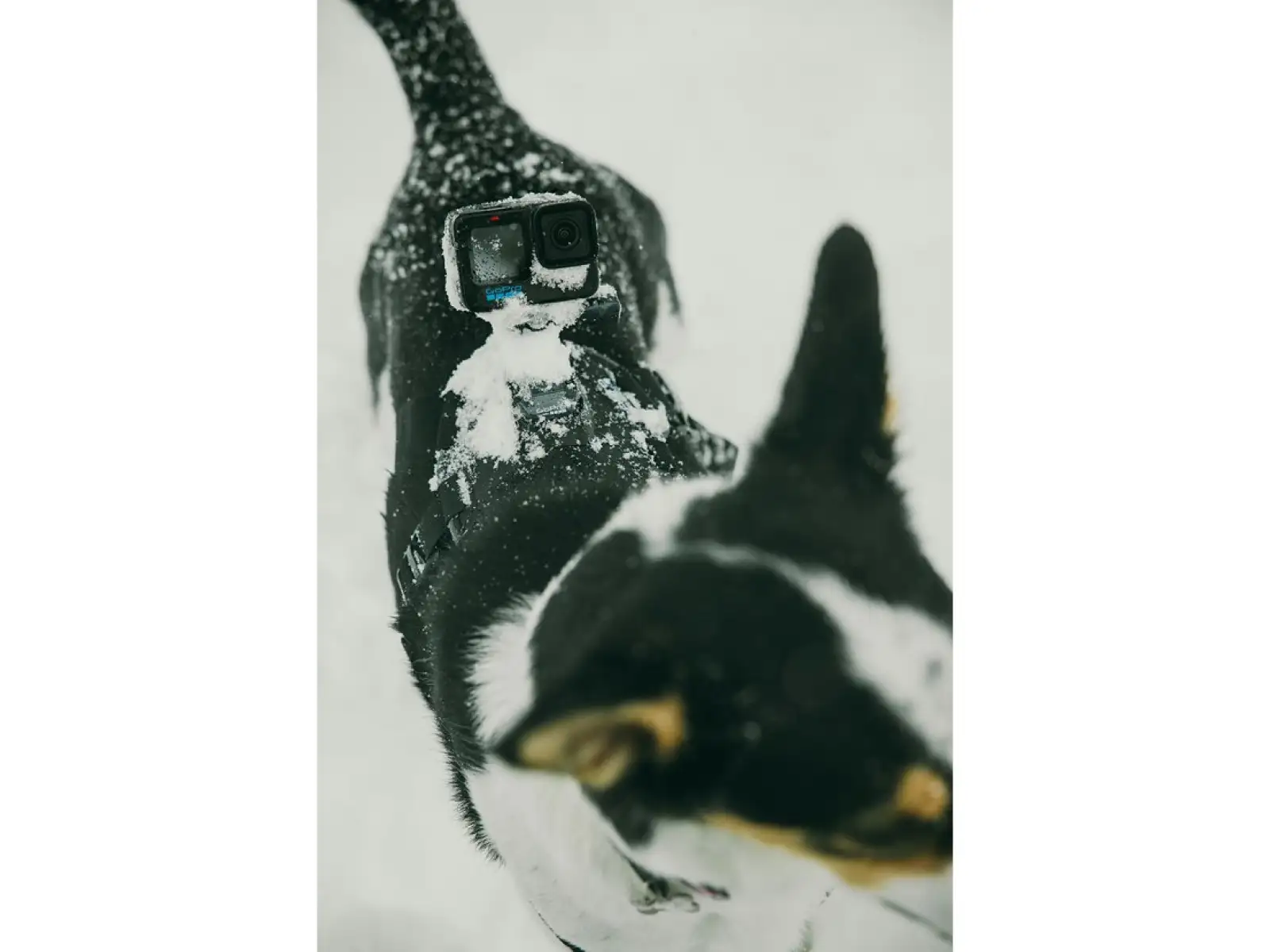 GoPro Psí postroj