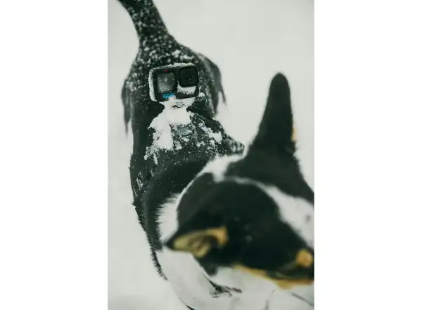 GoPro Psí postroj