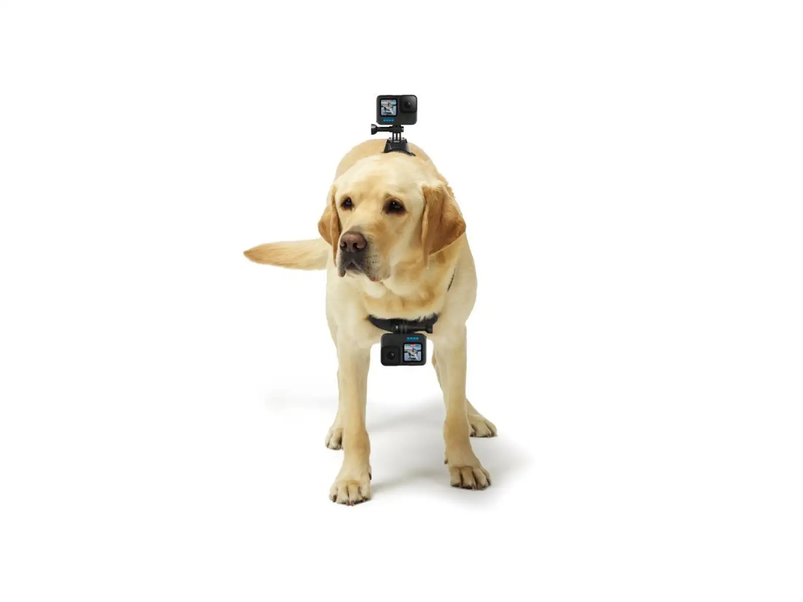 GoPro Psí postroj