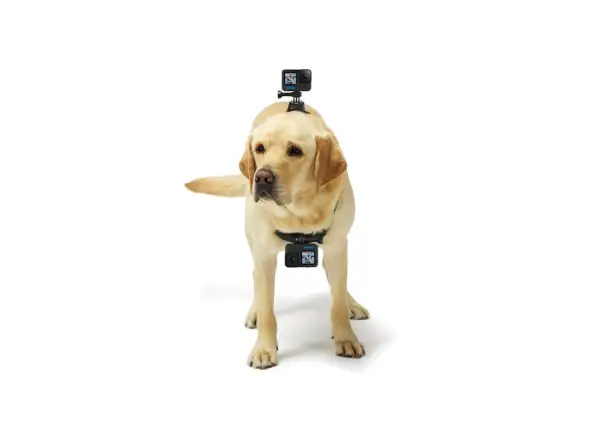 GoPro Psí postroj