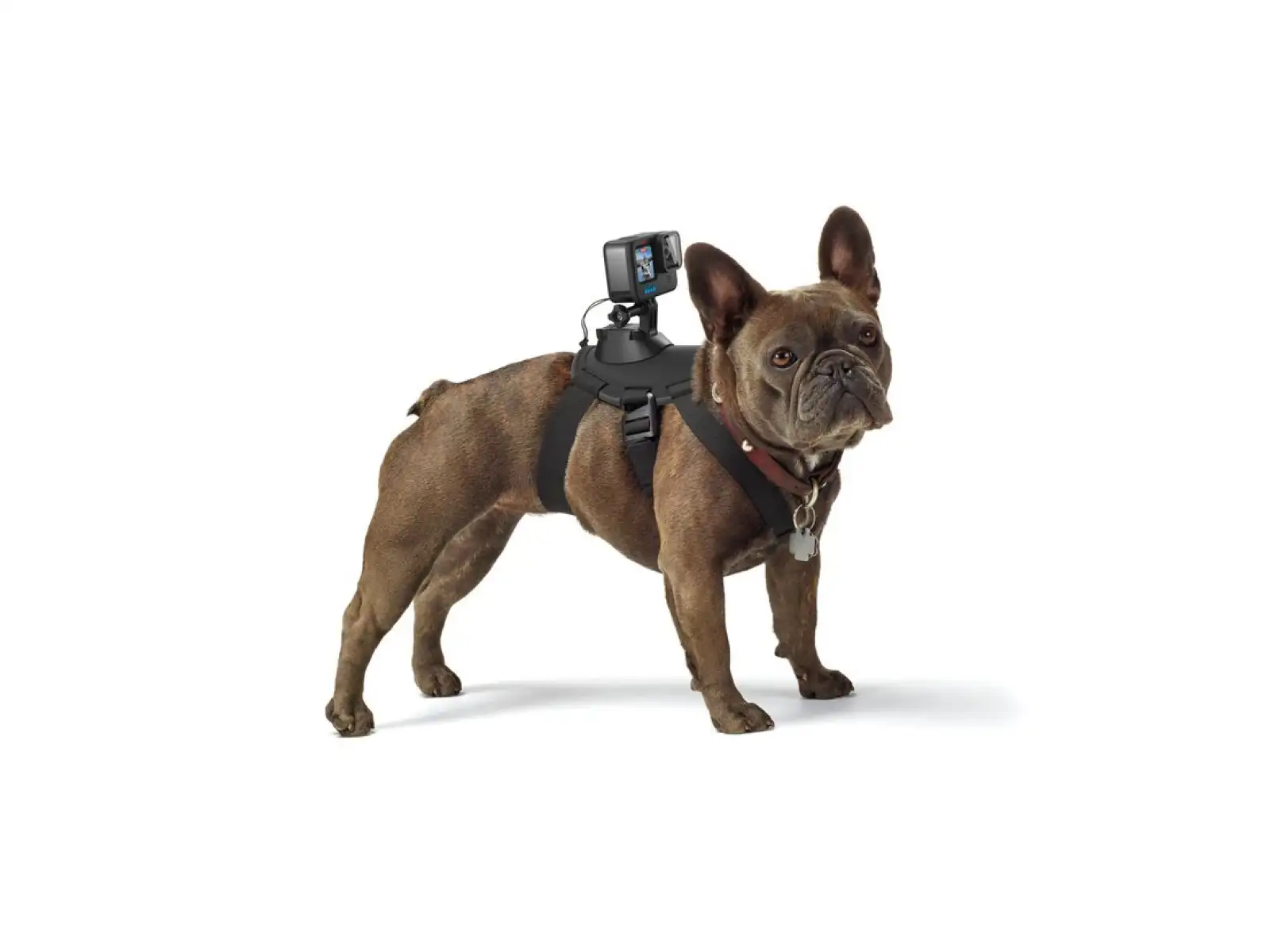 GoPro Psí postroj
