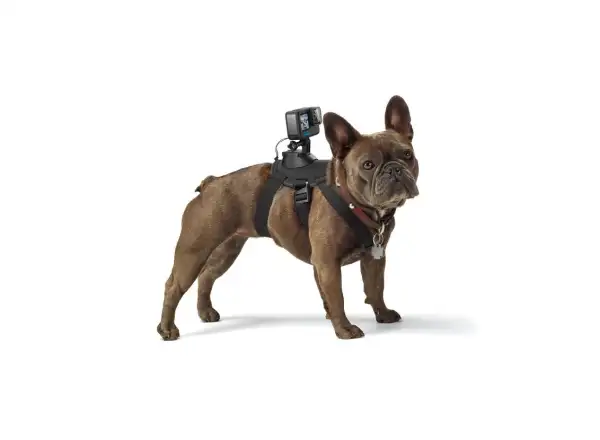 GoPro Psí postroj