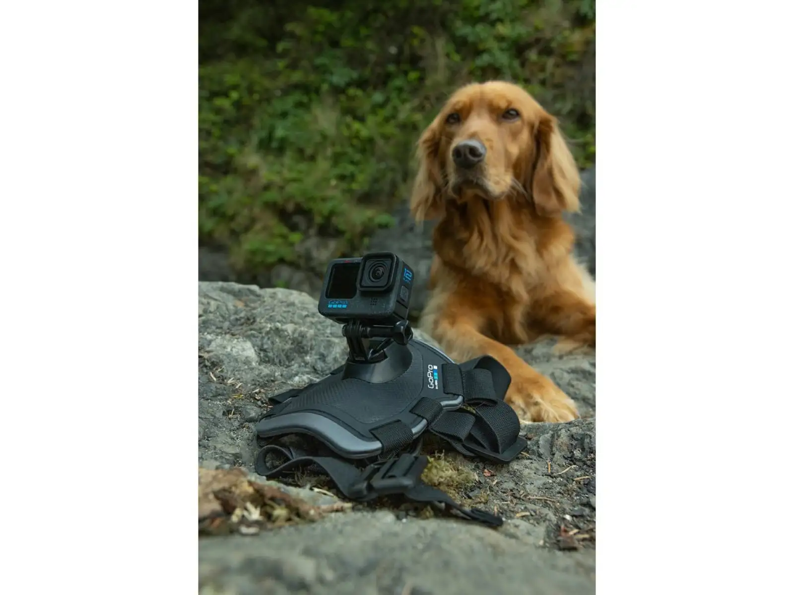 GoPro Psí postroj